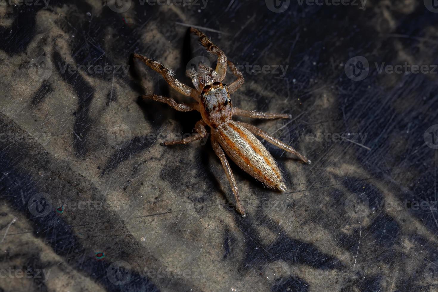 brasilianische Springspinne foto