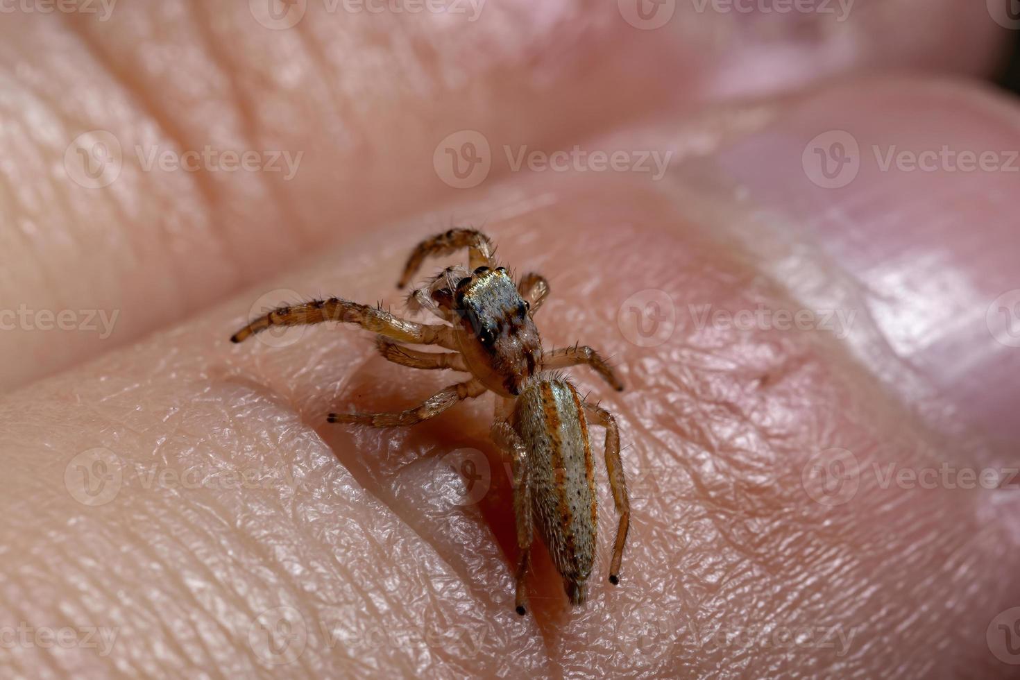 brasilianische Springspinne foto