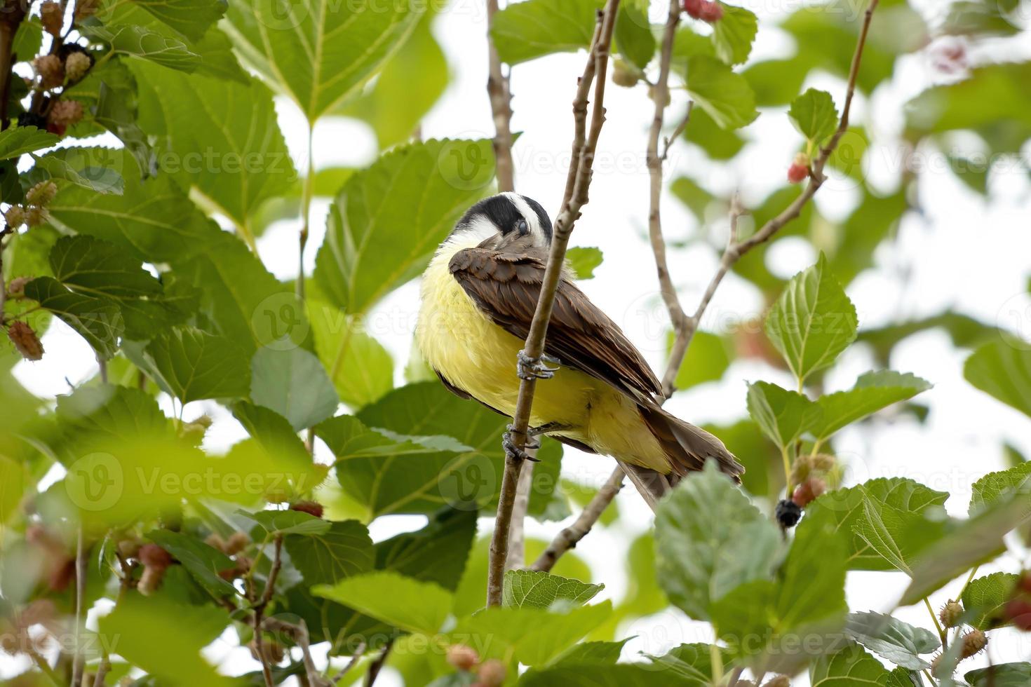 erwachsener toller kiskadee foto