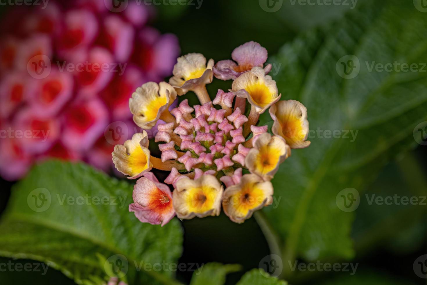 Blume der gemeinsamen Lantana foto