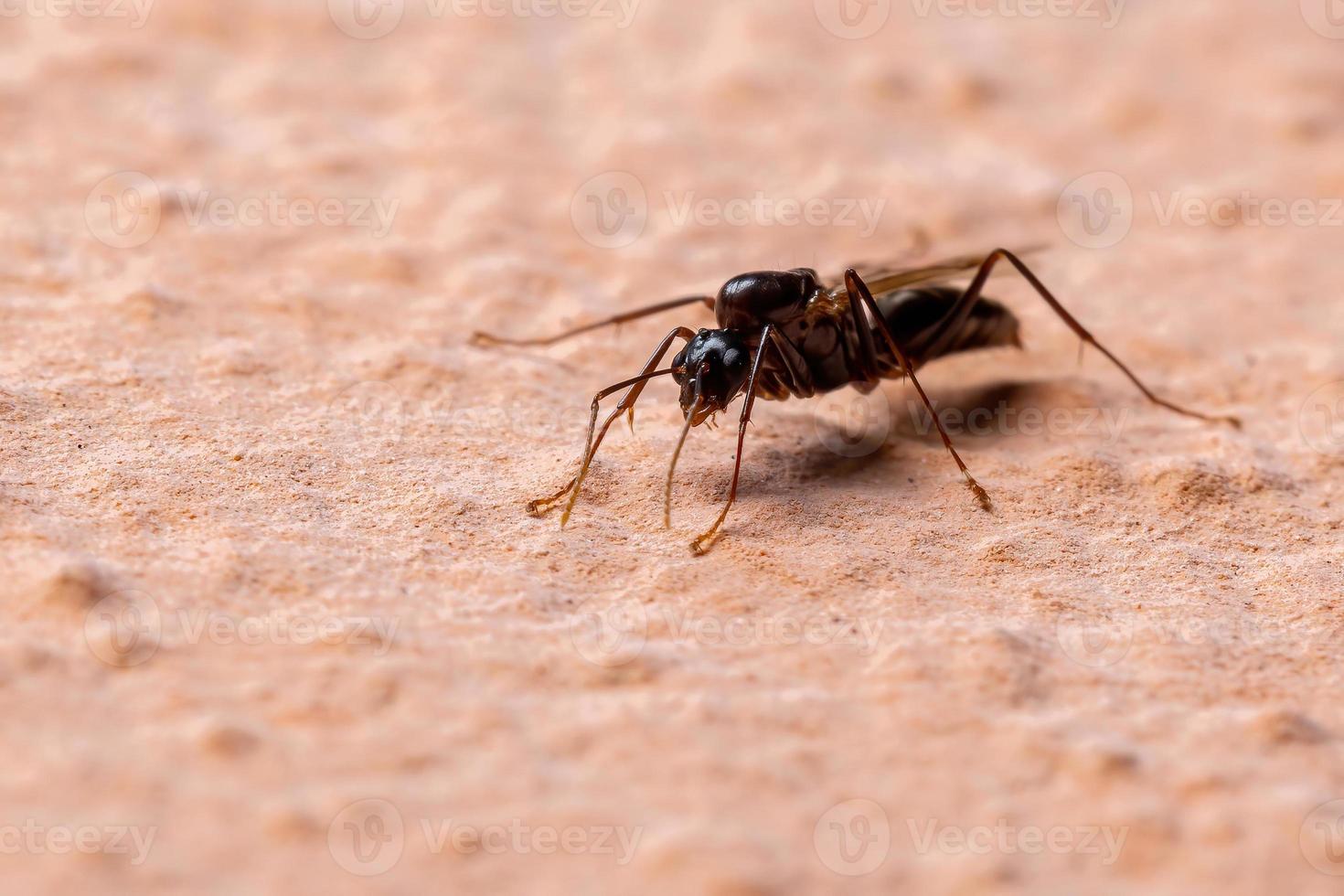 brasilianische zimmermann ant foto