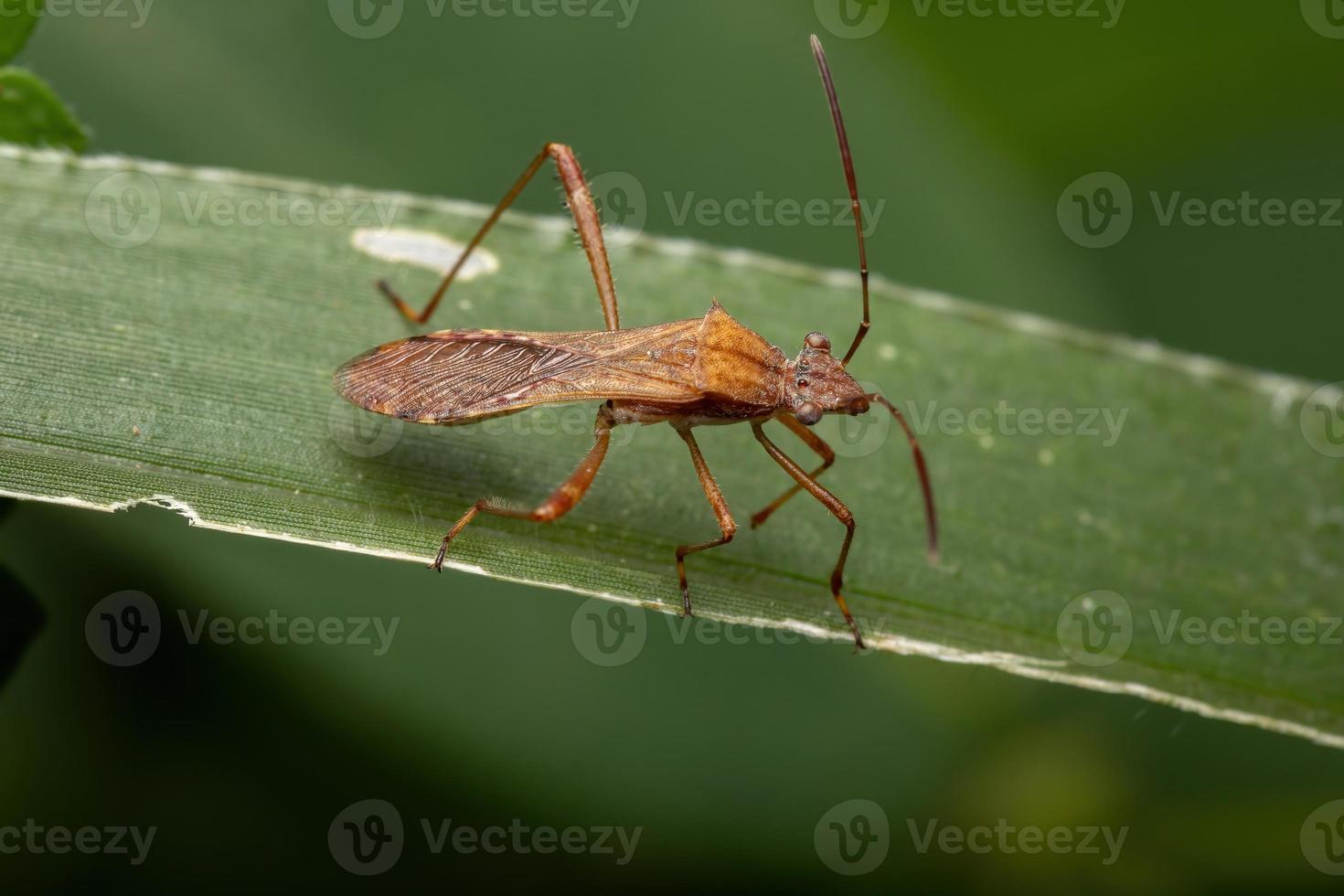 erwachsener breitköpfiger Käfer foto
