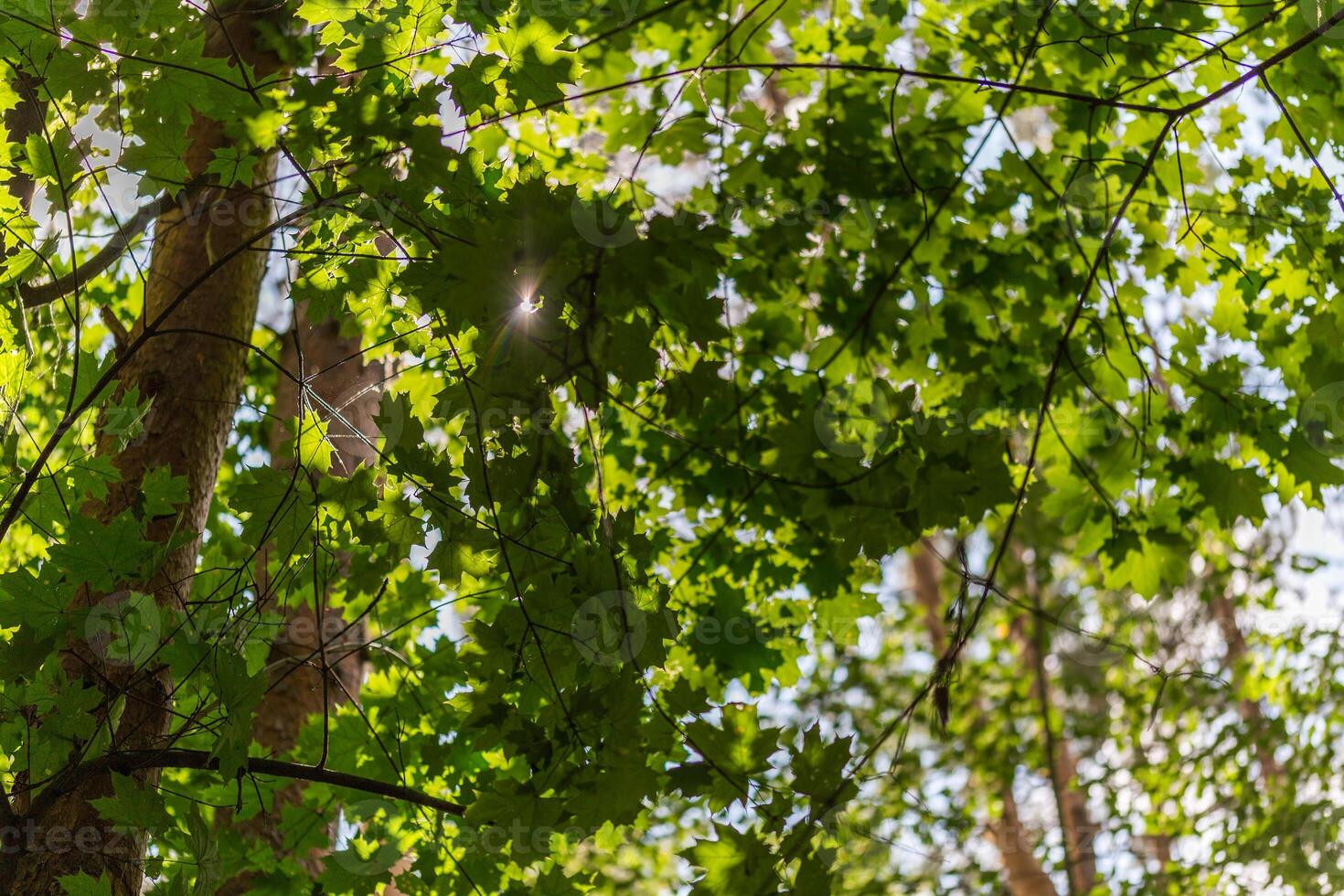 Ahornbaum im Wald an sonnigen Tagen mit selektivem Fokus und Bokeh-Unschärfe - Blick nach oben foto