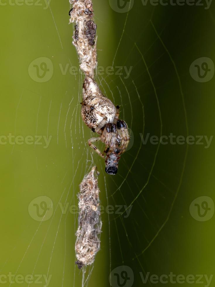 erwachsener Papierkorb-Orbweaver foto