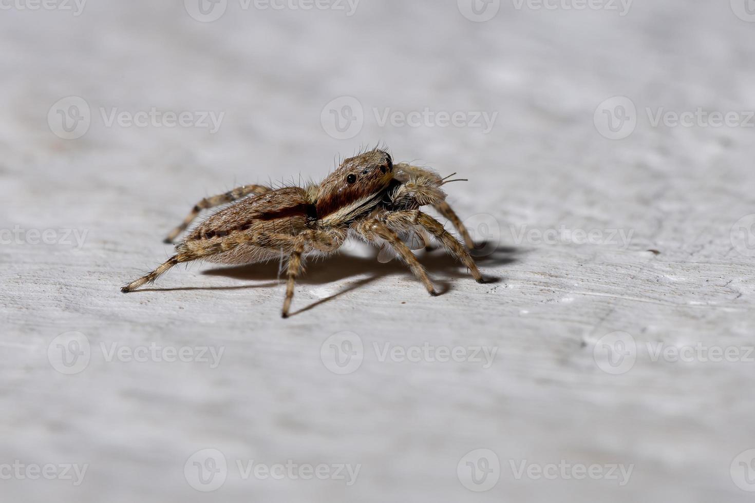 graue Wand springende Spinne foto