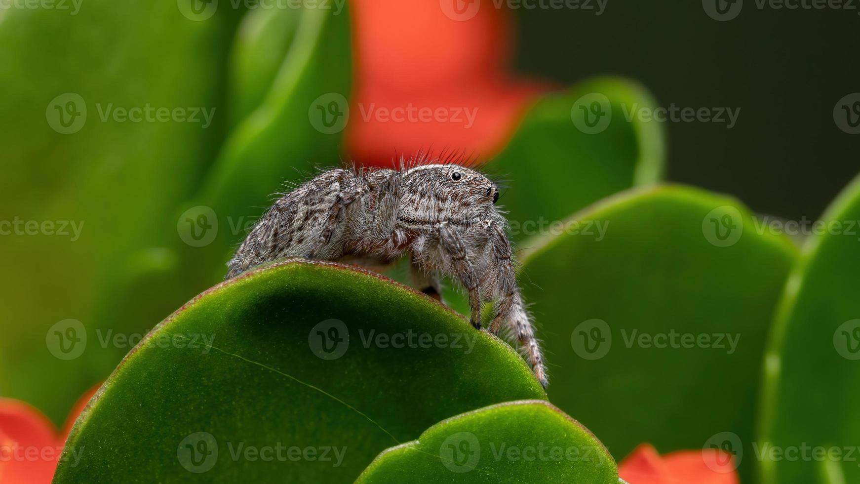 Erwachsene Springspinne auf einer brennenden Katy-Pflanze foto