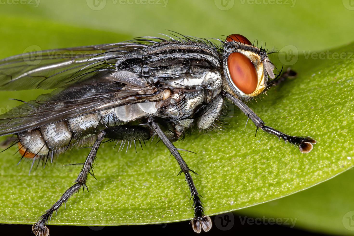 erwachsene Fleischfliege foto