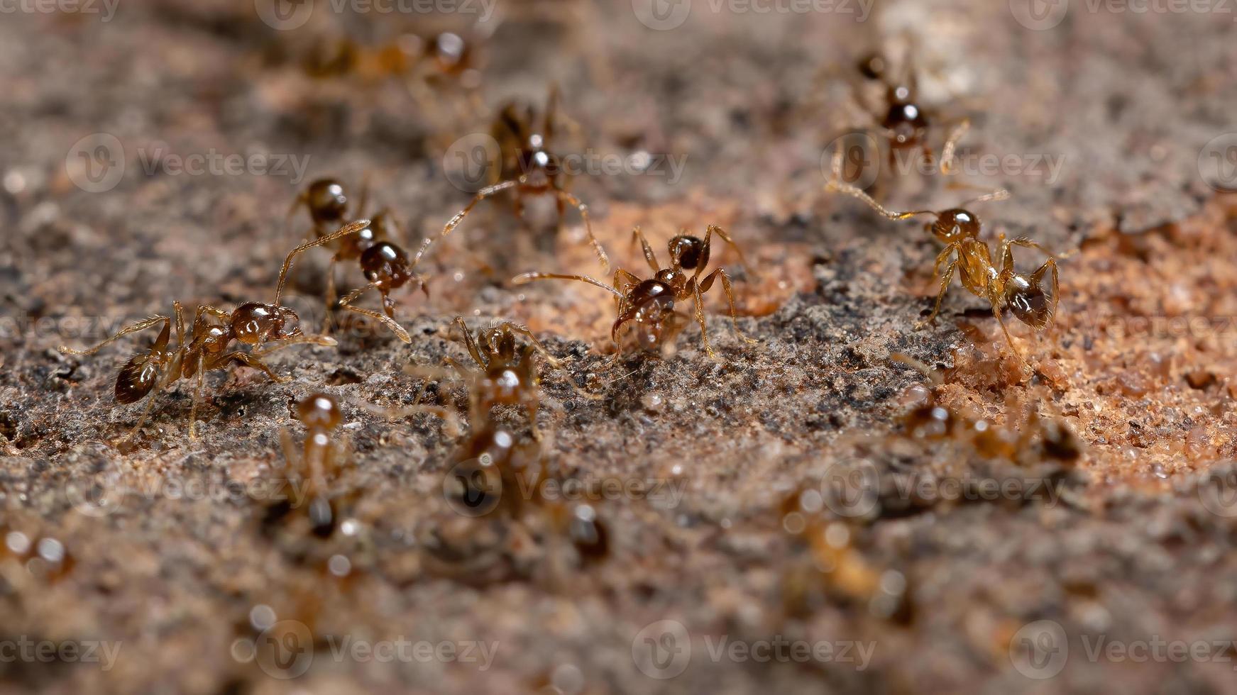 großköpfige Ameisen foto