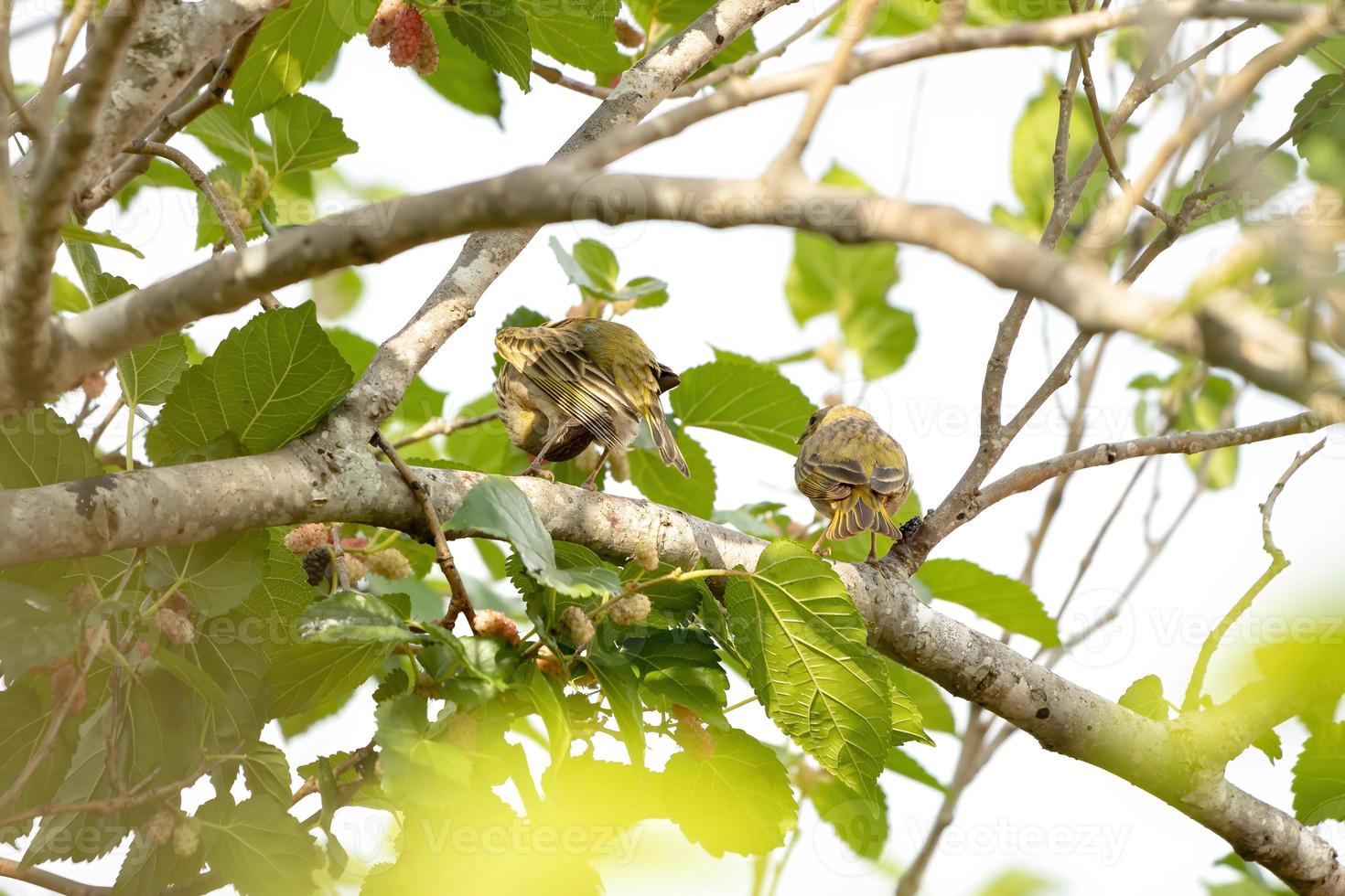 erwachsener toller kiskadee foto