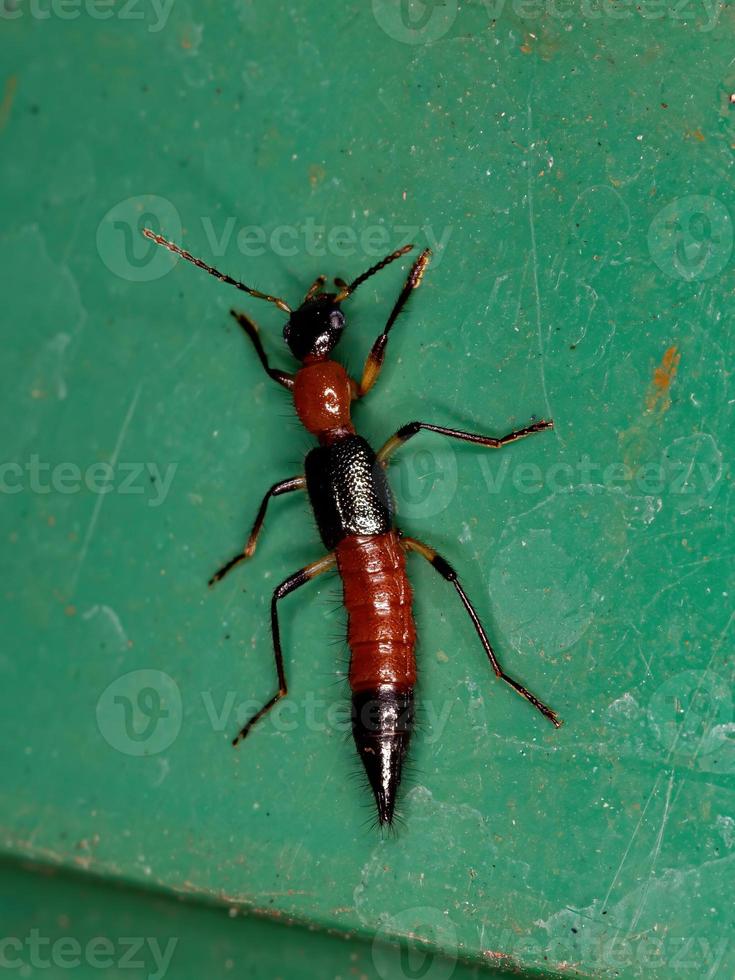 kleiner Schleudertraumakäfer foto