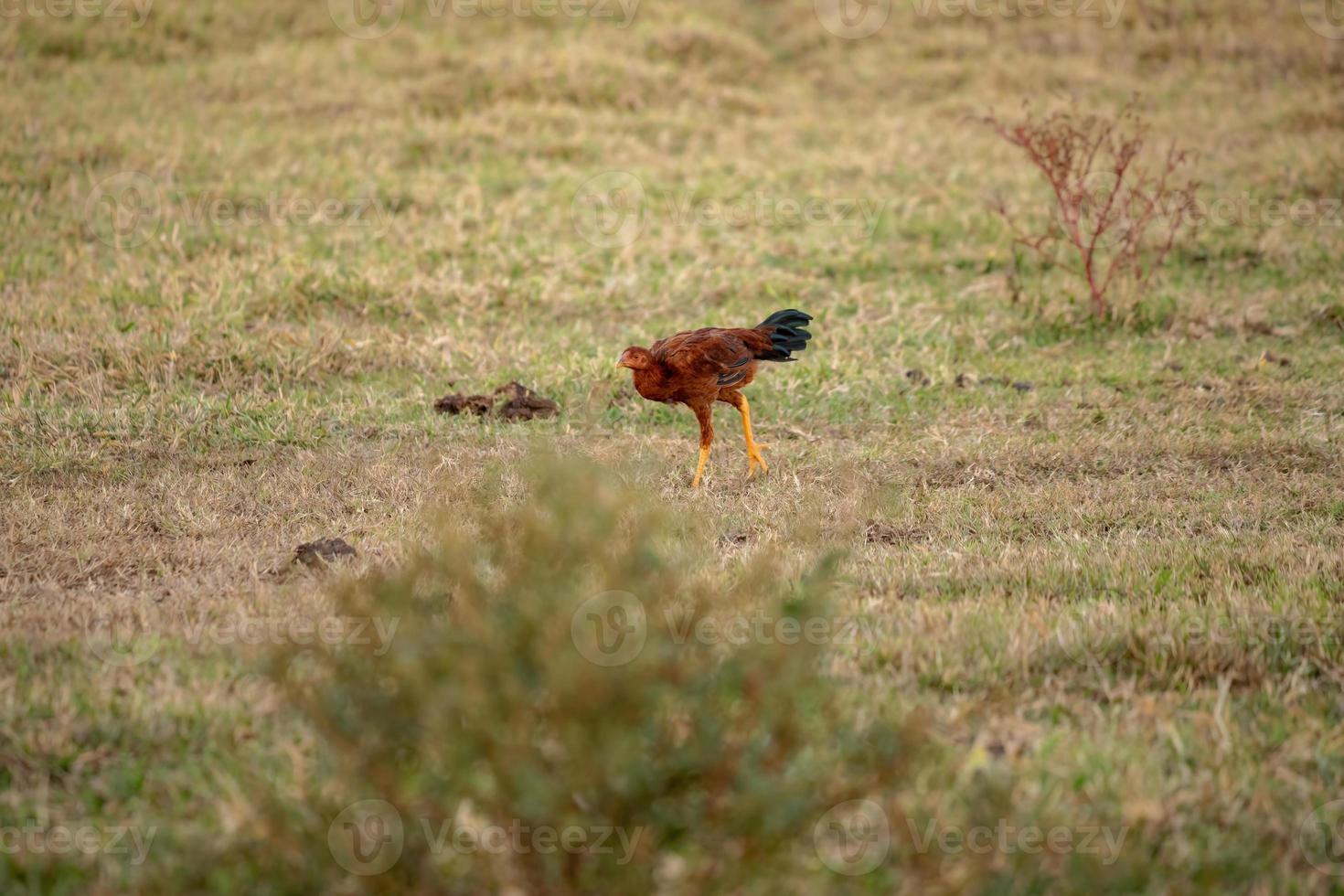 Haustier Huhn foto