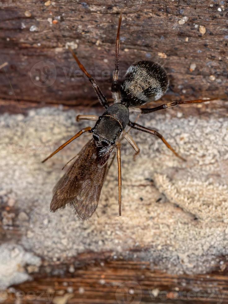 männliche erwachsene Springspinne foto