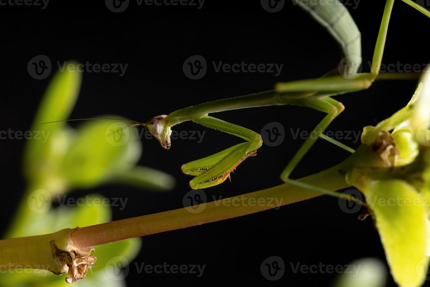 kleine Mantis-Nymphe foto