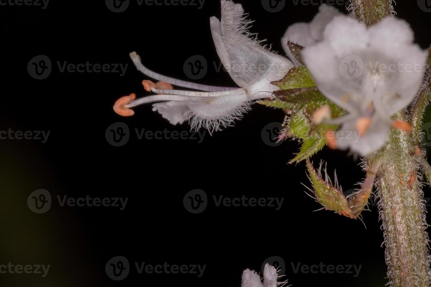 weiße Blüten von süßem Basilikum foto