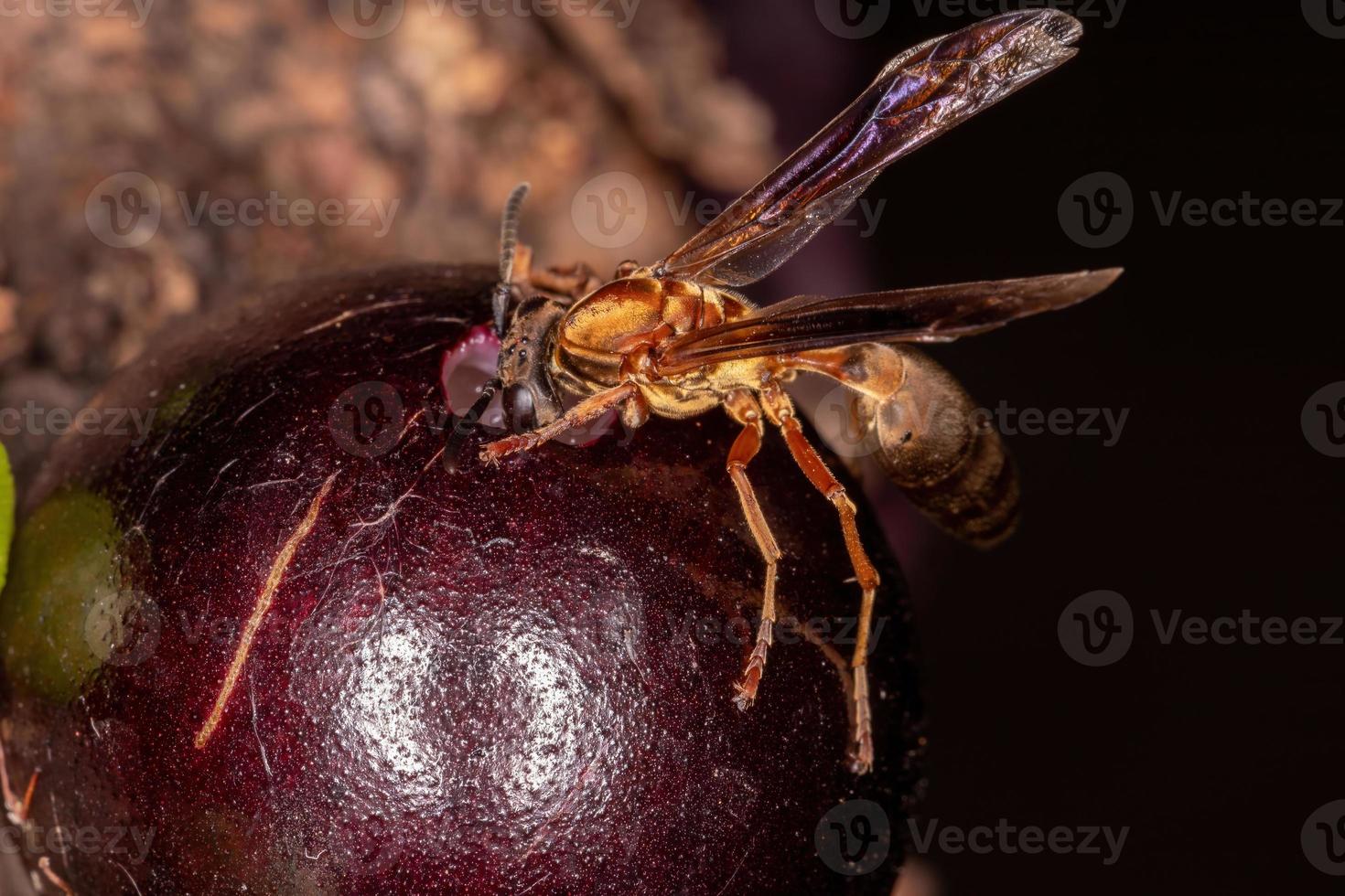 erwachsene Papierwespen foto