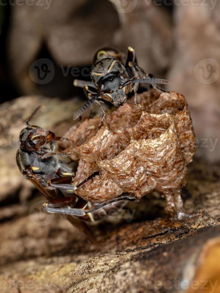 lang taillierte Honigwespen foto