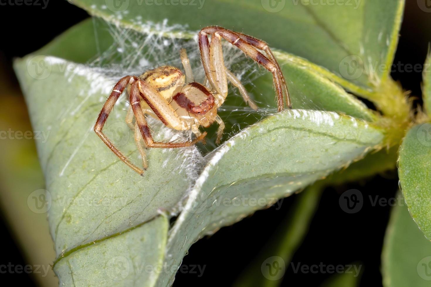 erwachsene Krabbenspinne foto