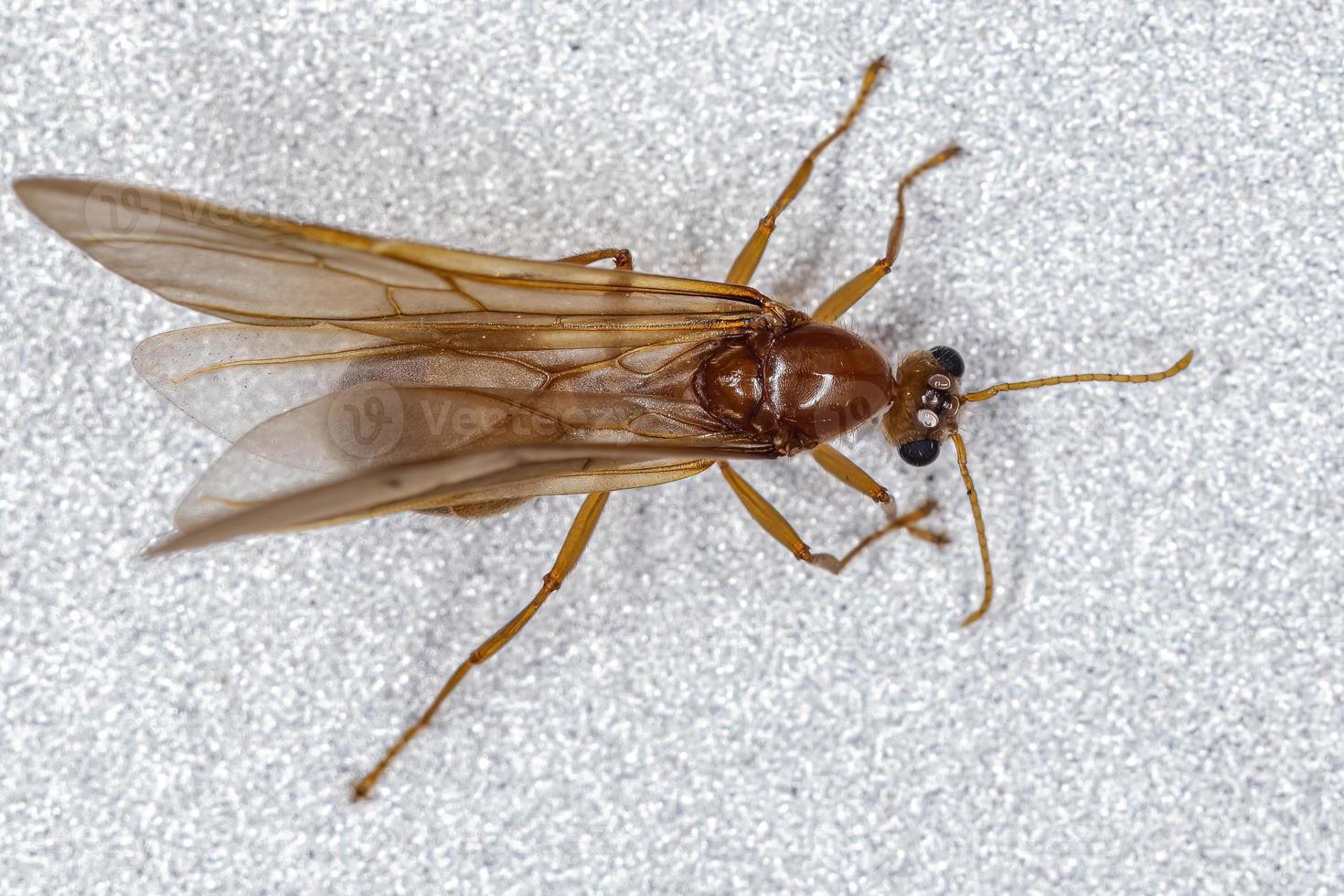 männliche erwachsene Myrmicine Ameise foto