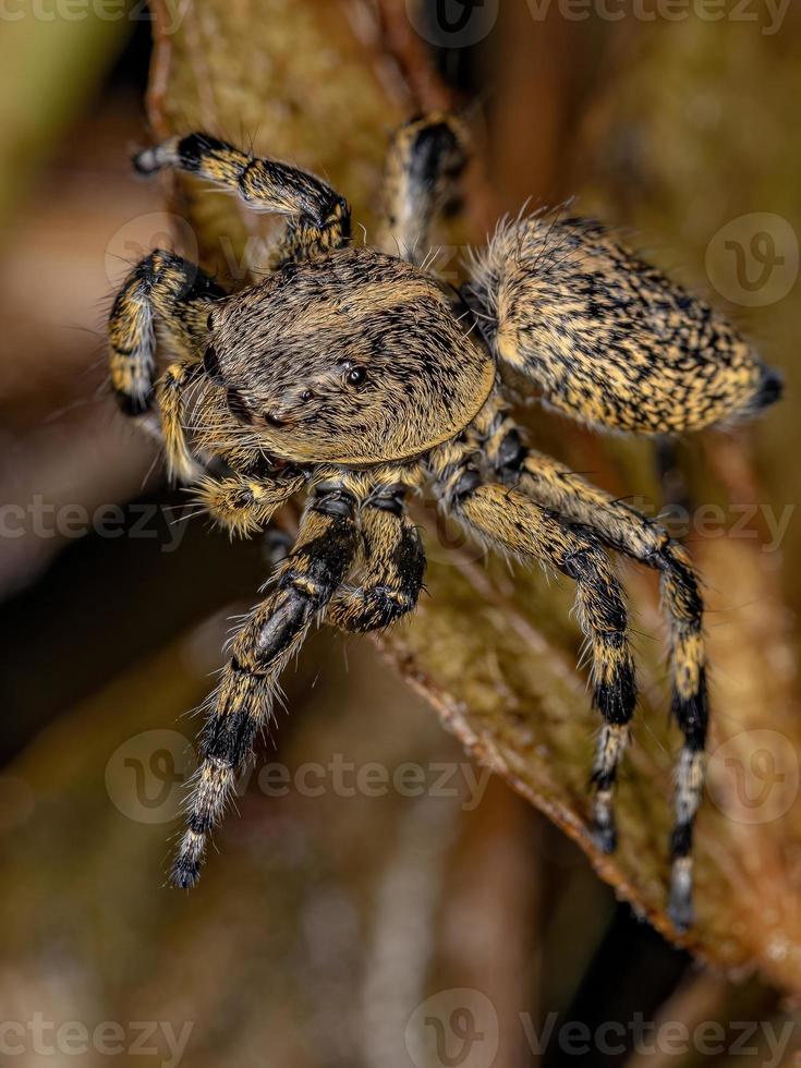 erwachsene weibliche gelbe Springspinne foto