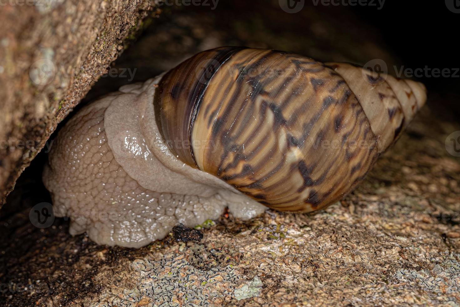 gewöhnliche Landschnecke foto