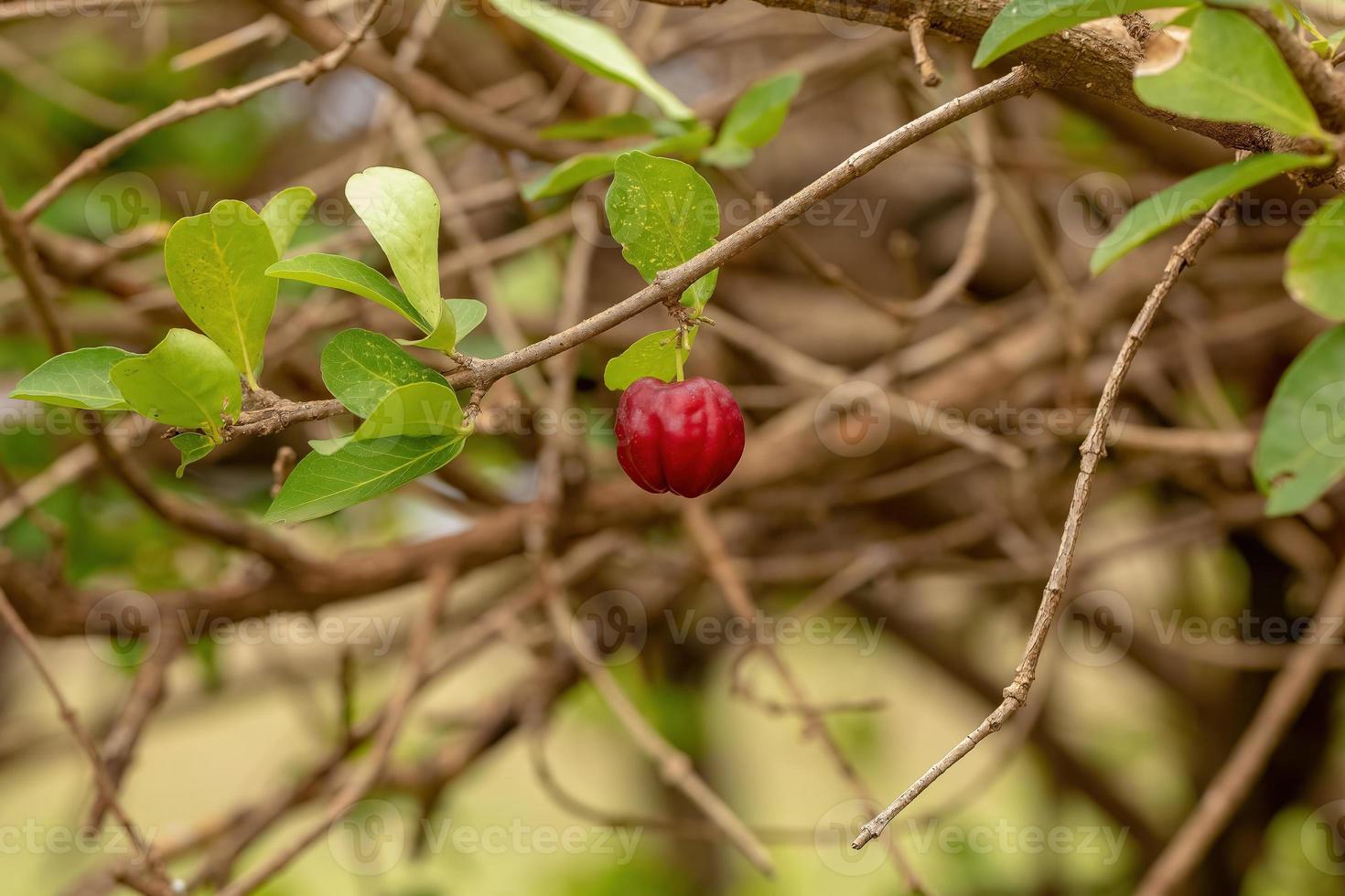 rote Acerola-Früchte foto