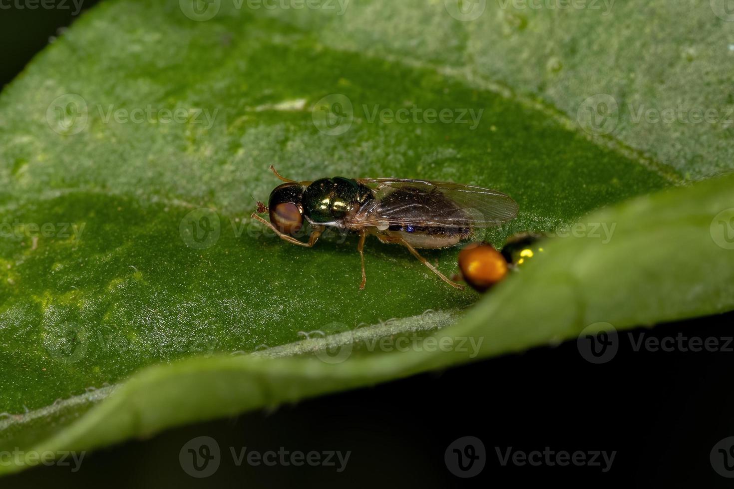 erwachsene weibliche Soldatin fliegen foto