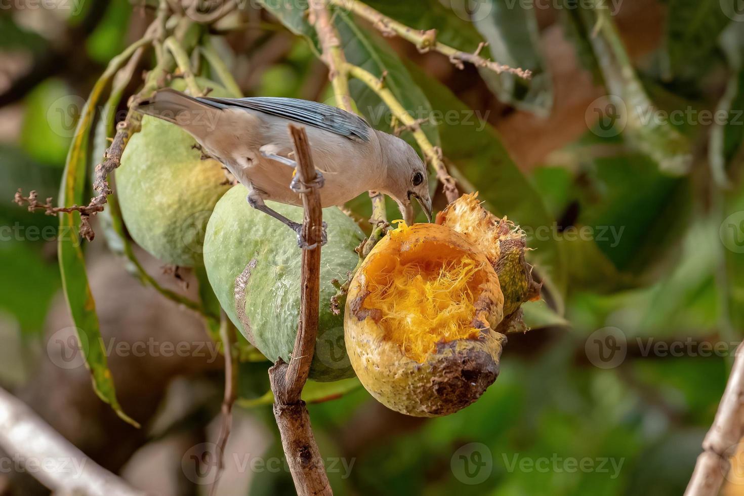 Sayaca-Tanager-Vogel foto