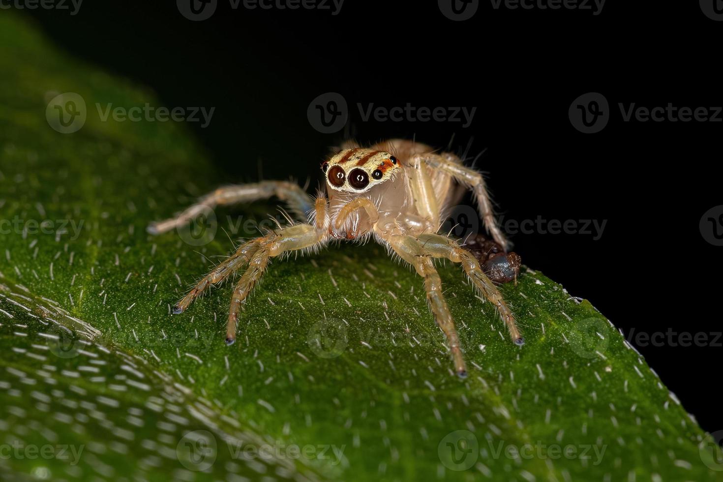 kleine springende Spinne foto