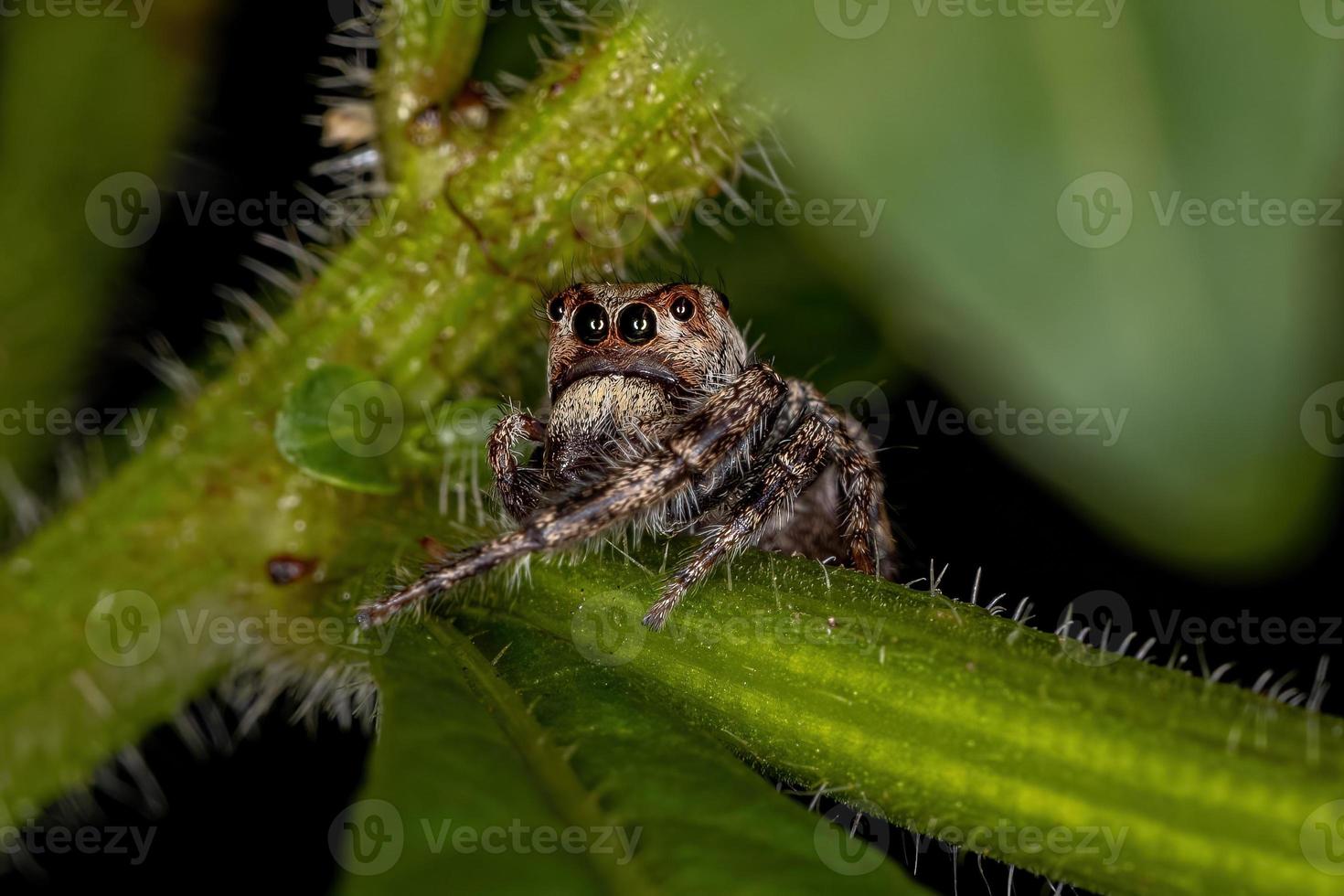 kleine springende Spinne foto