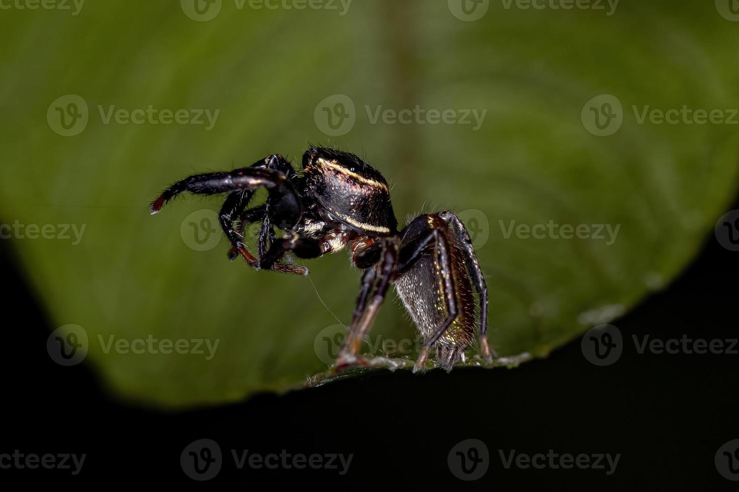 kleine springende Spinne foto