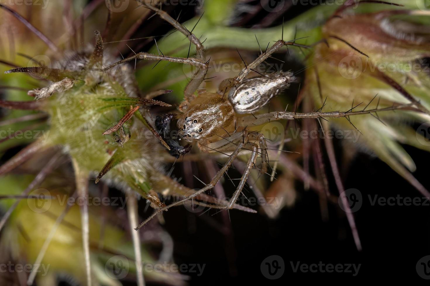 männliche gestreifte Luchsspinne foto