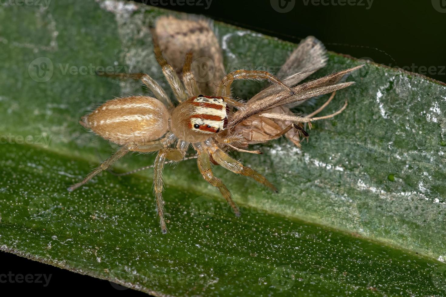 weibliche erwachsene Springspinne foto