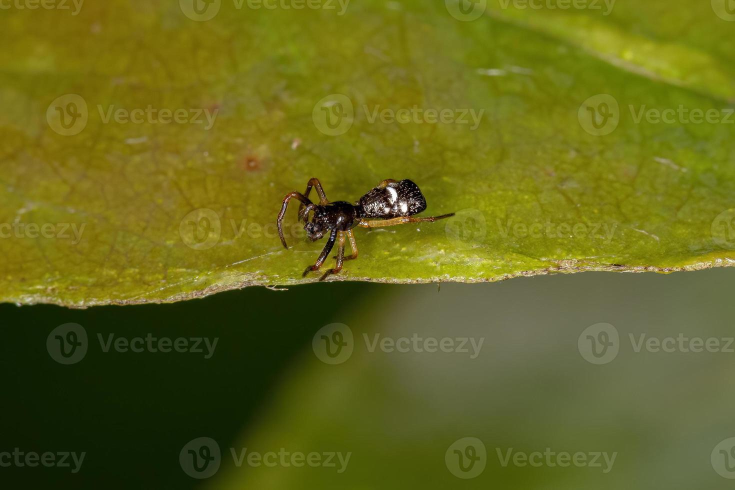 kleine Orbweaver-Spinne foto