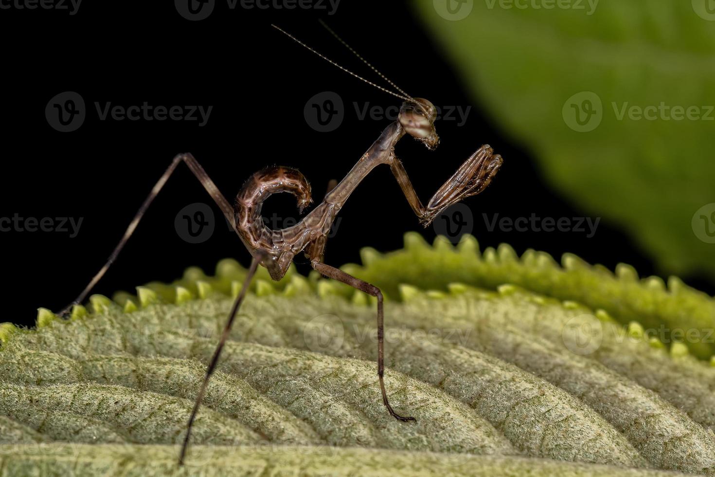 kleine Mantis-Nymphe foto