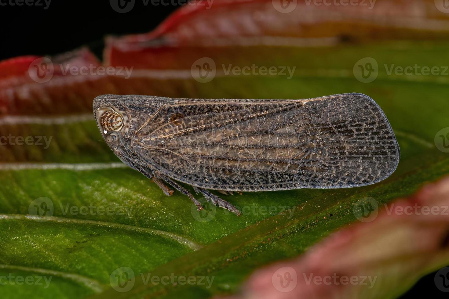 erwachsenes Nogodinid-Pflanzenzikadeninsekt foto