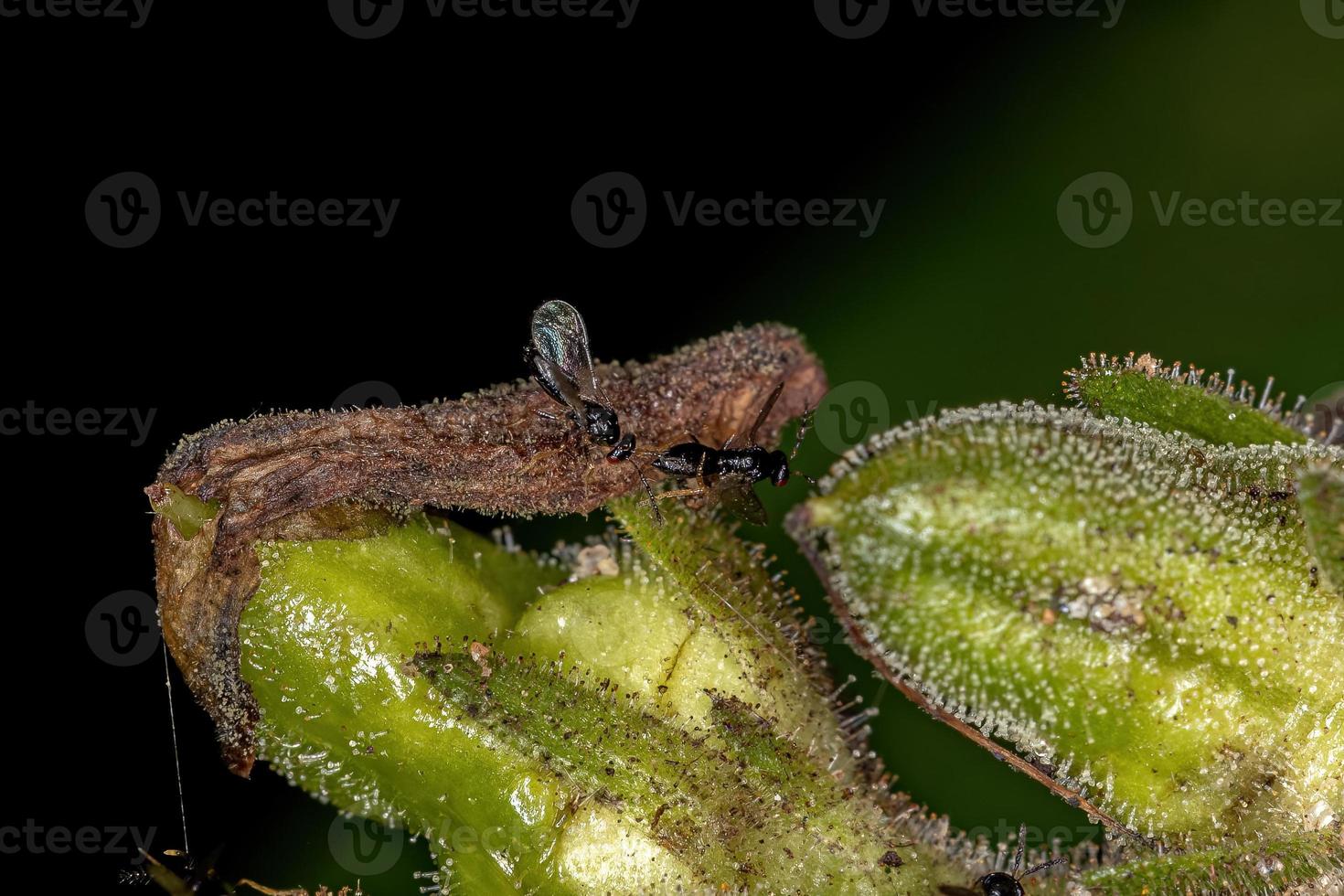 erwachsene Braconid-Wespen foto