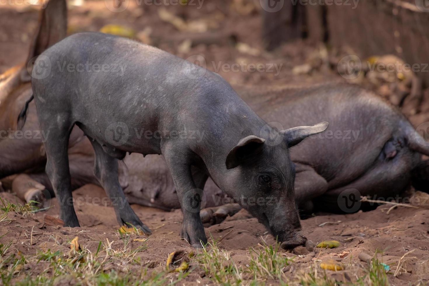 schwarzes Schwein gezüchtet foto