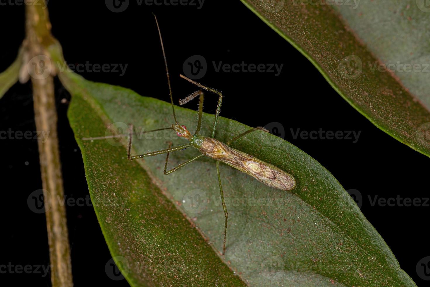 erwachsener Attentäter Bug foto