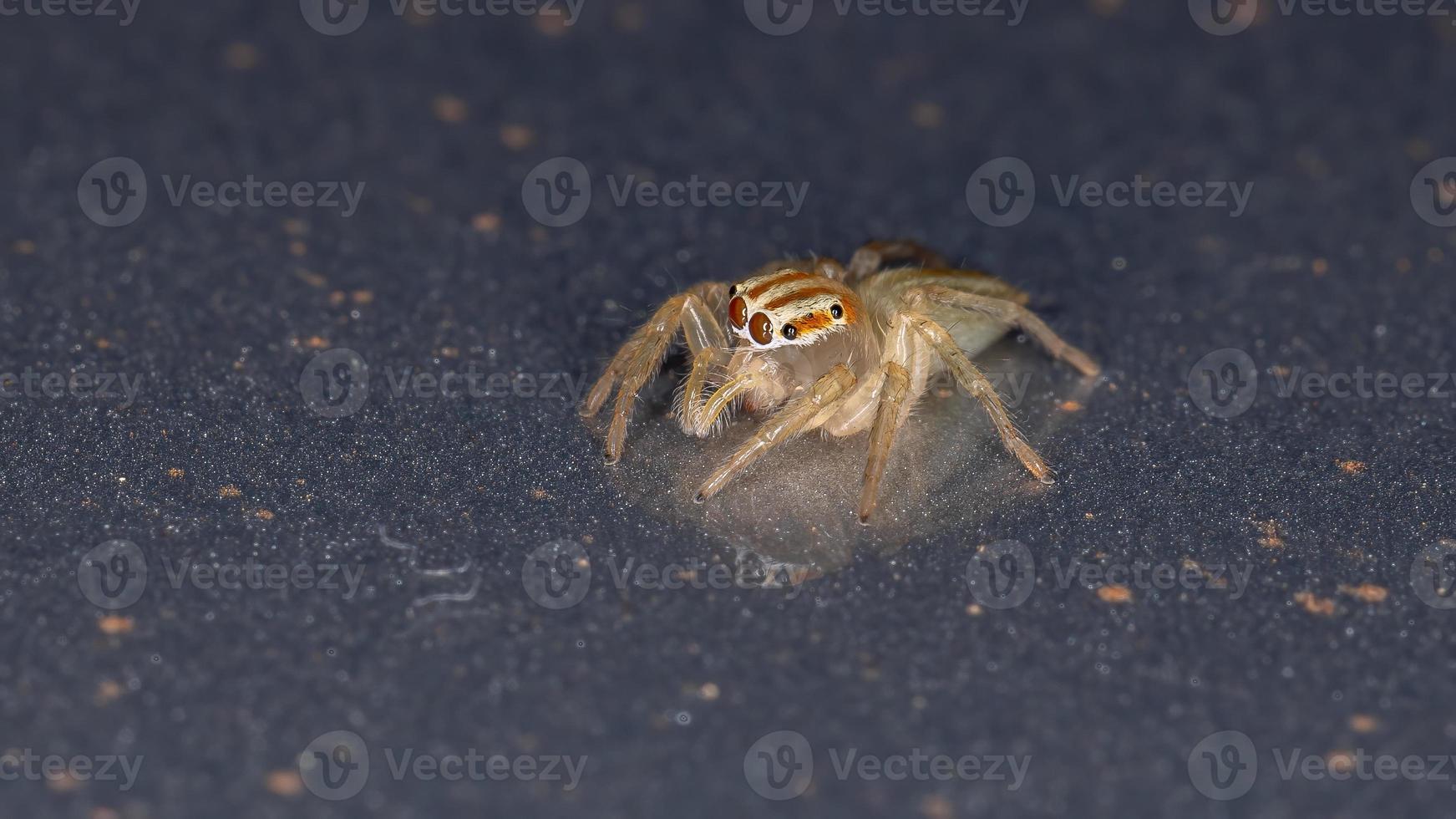 brasilianische Springspinne foto