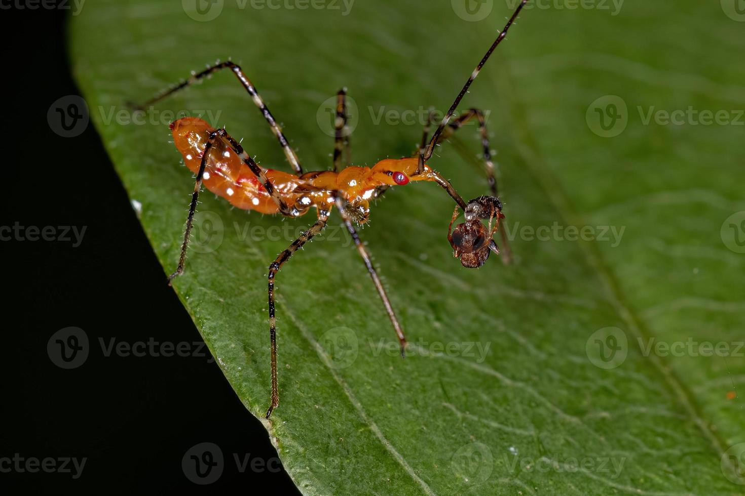 Assassin Bug Nymphe, die eine Ameise jagt foto