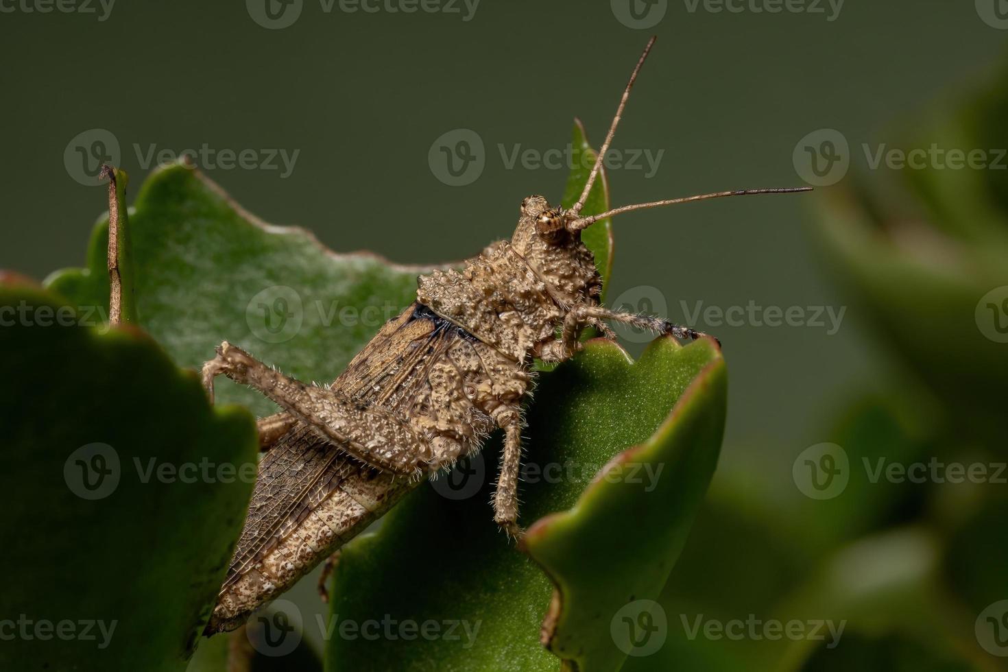 kurze gehörnte Heuschrecke foto