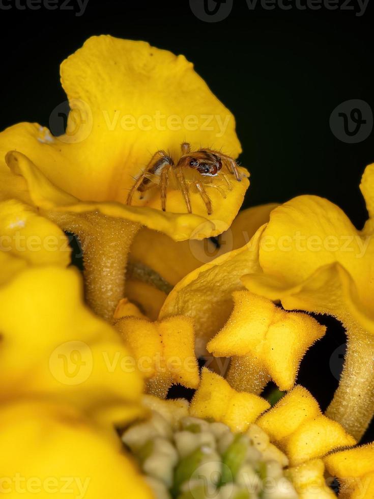 kleine springende Spinne foto