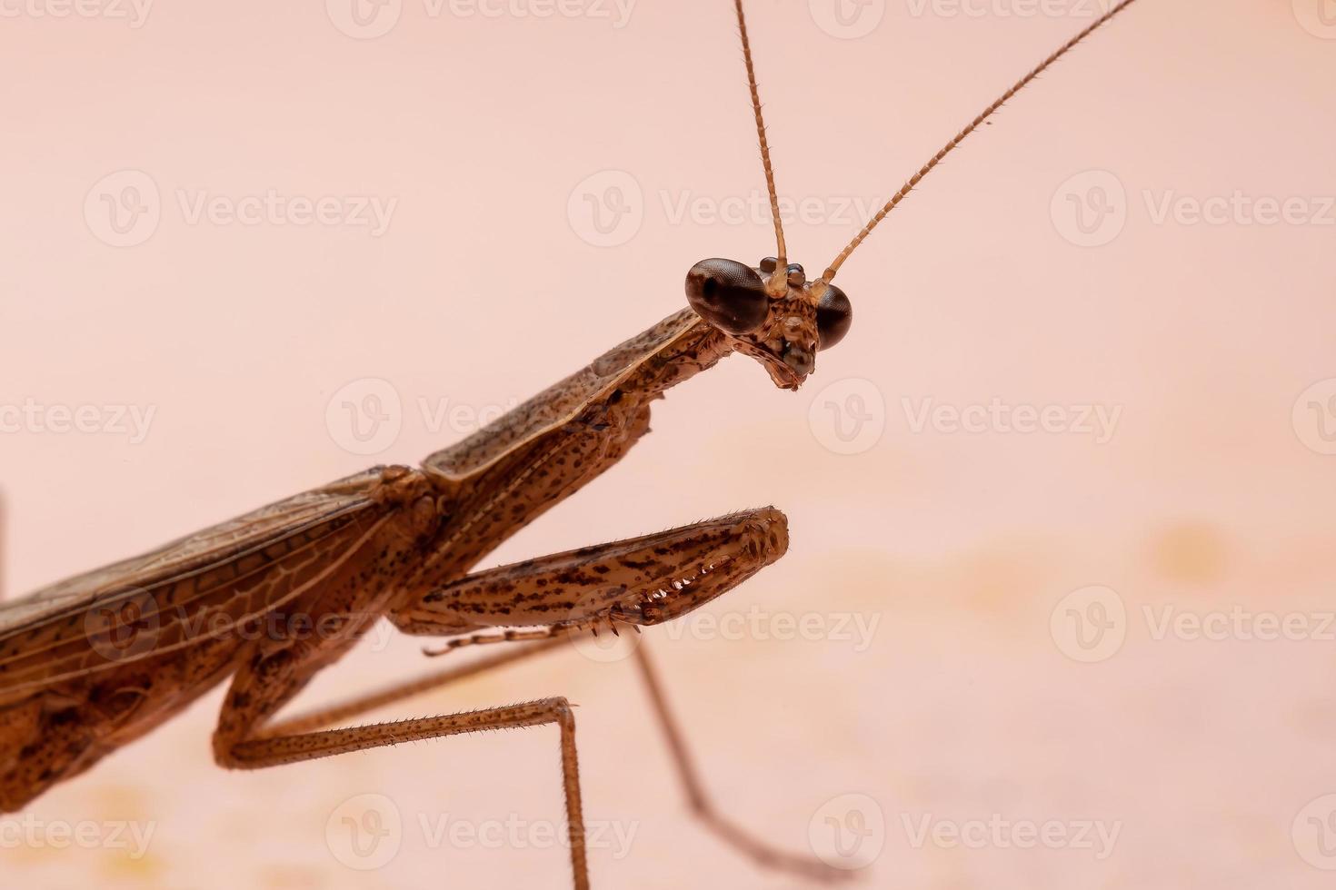 männliche erwachsene Thespid Mantis foto