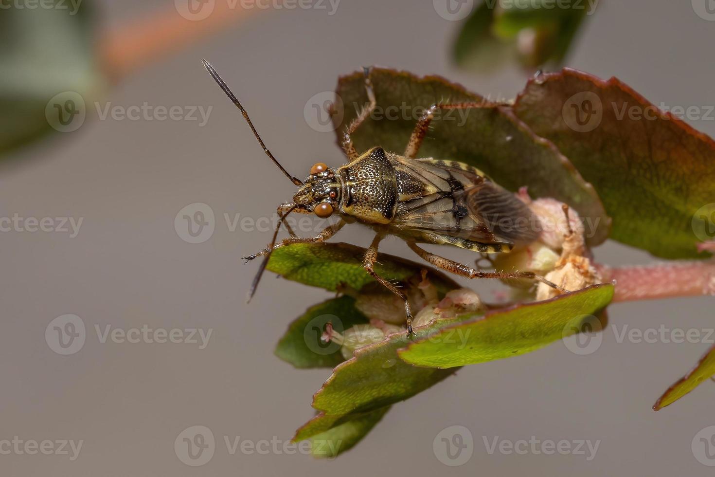 erwachsener geruchloser Pflanzenkäfer foto