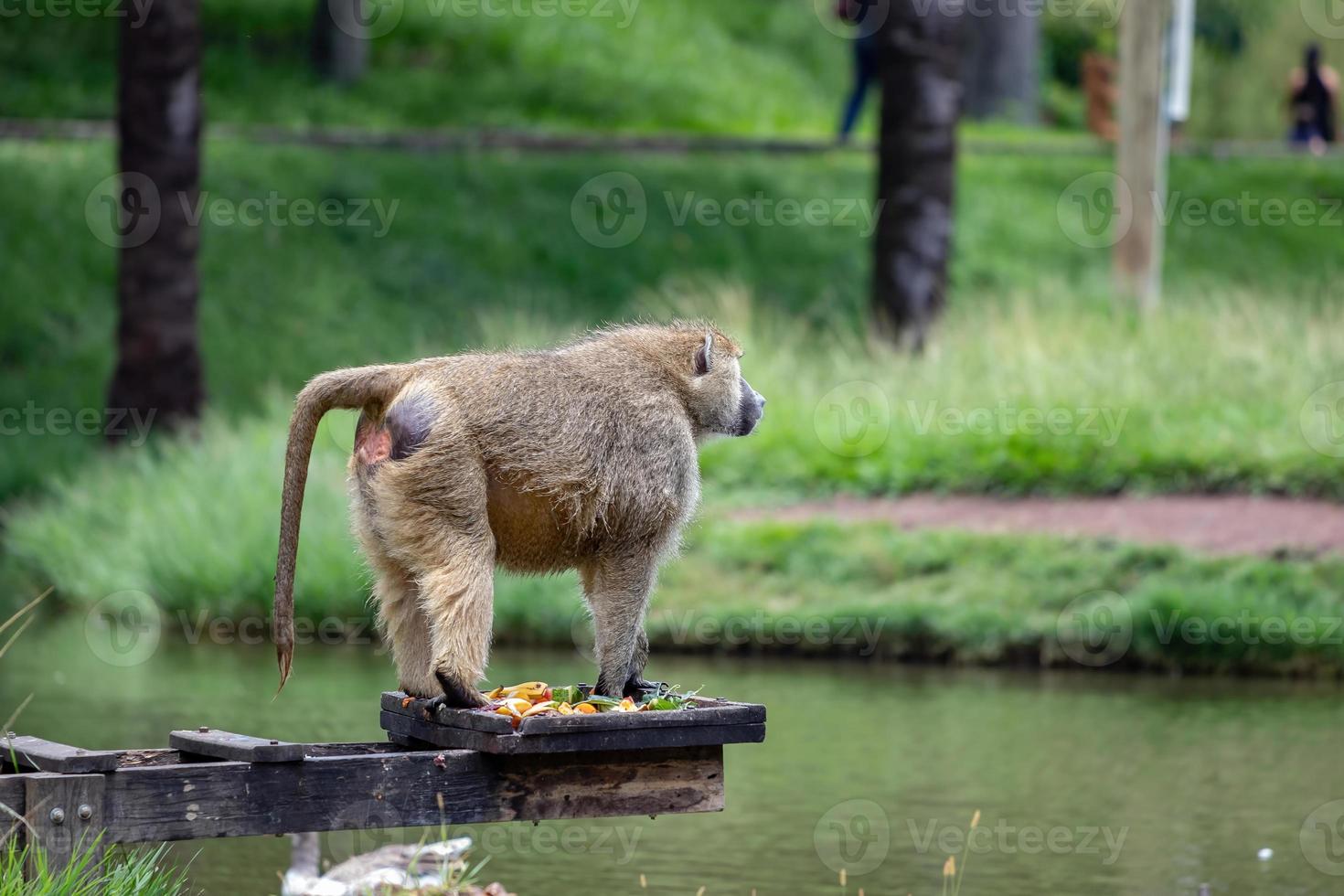 guinea pavian tier foto