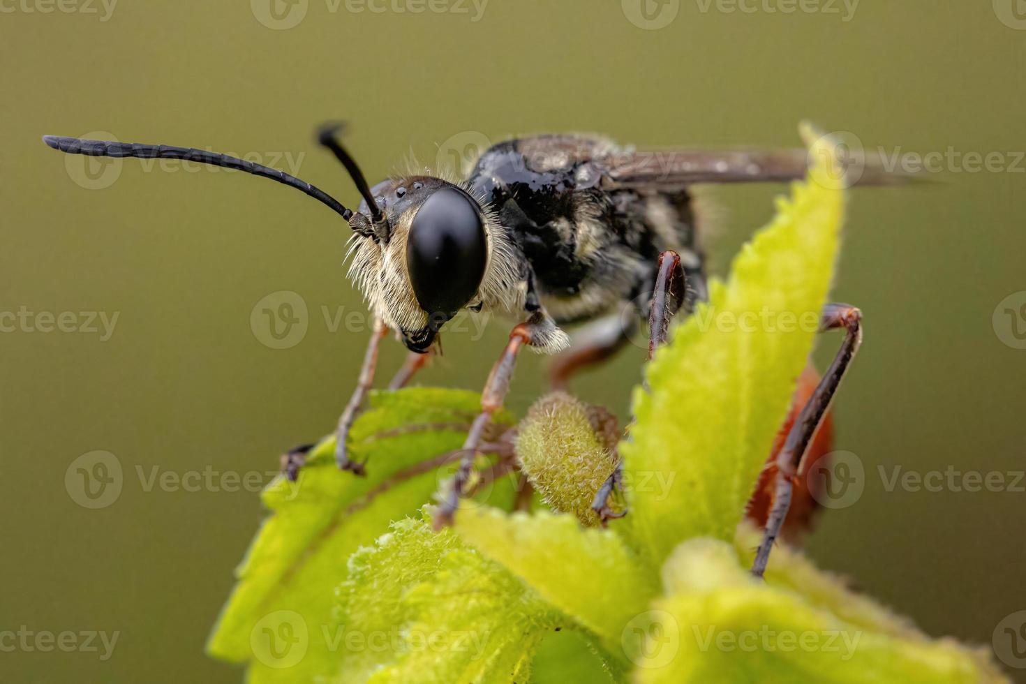 erwachsene faden-taillierte Wespe foto