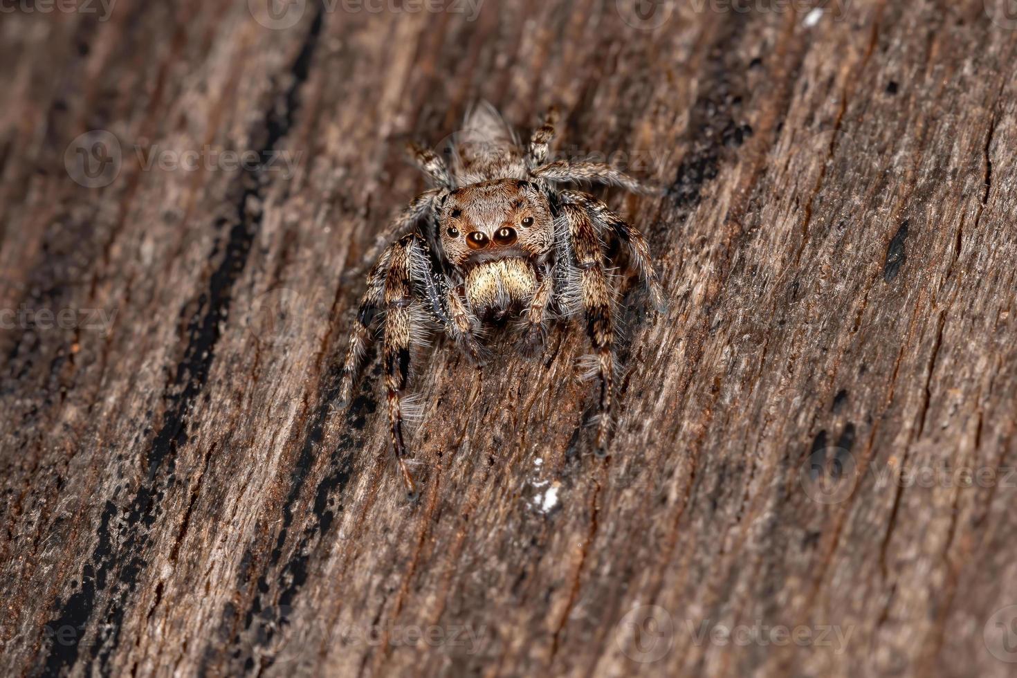 männliche springende Spinne foto