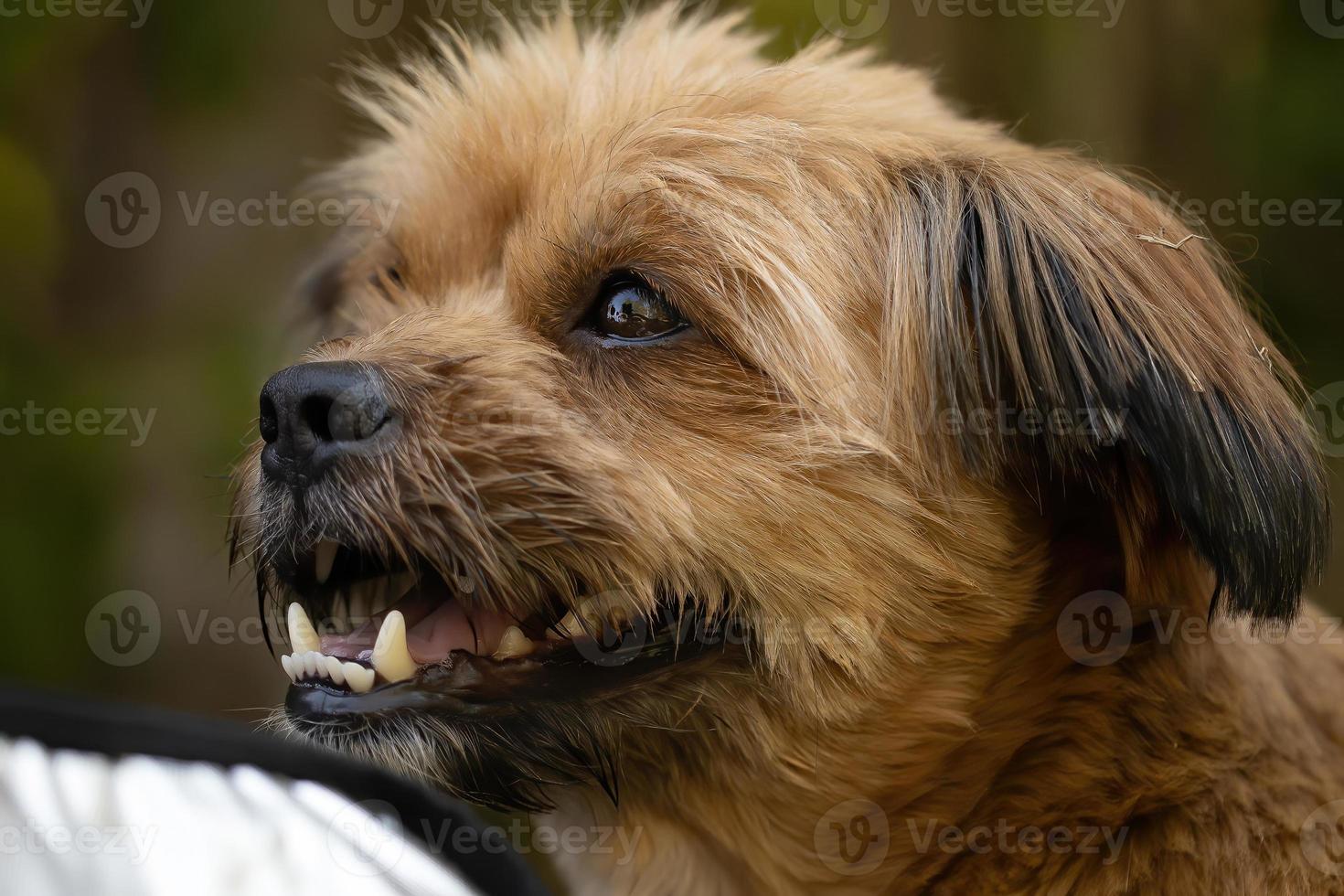 Haushund Gesicht foto