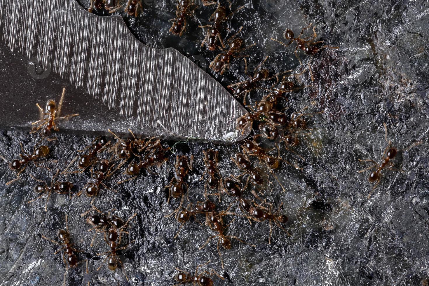 kleine großköpfige Ameisen auf einem Messer foto