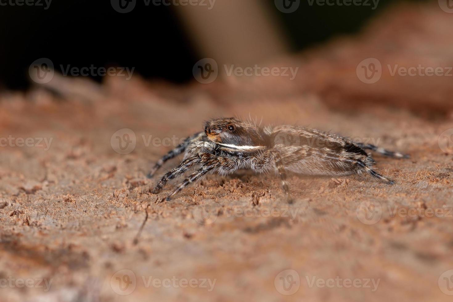 kleine graue Wandhüpfspinne foto